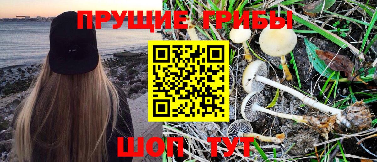 Псилоцибиновые грибы Cubensis Иваново